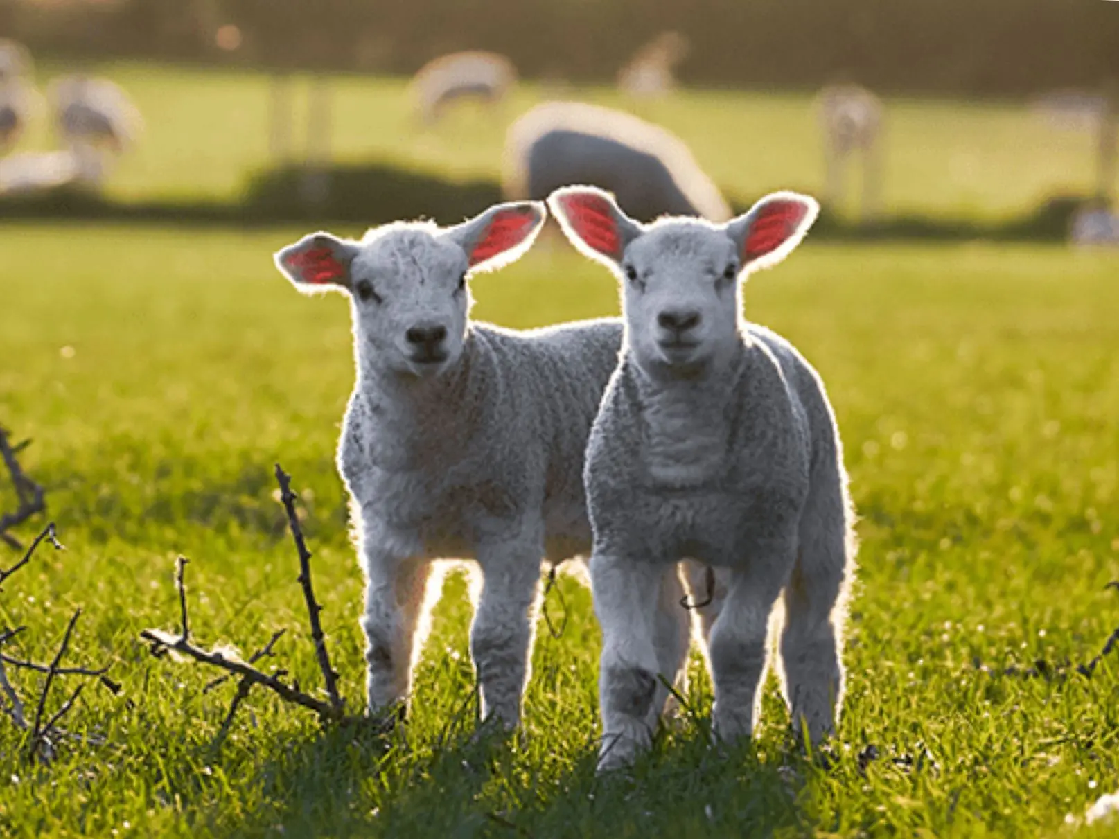 La commune vous invite à participer à une soirée sur le thème “Laïcité et religions”, un sujet au cœur de notre vie citoyenne. Ce moment d’échanges a pour objectif d’encourager la réflexion collective autour des valeurs républicaines, de la liberté de - 1