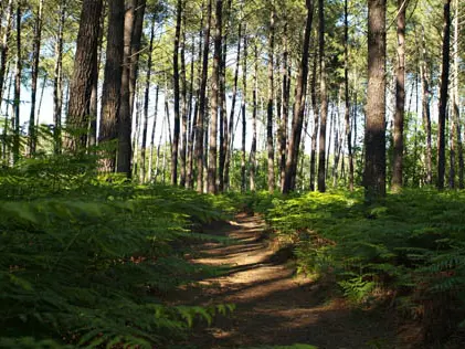 Sentier Pontenx 1