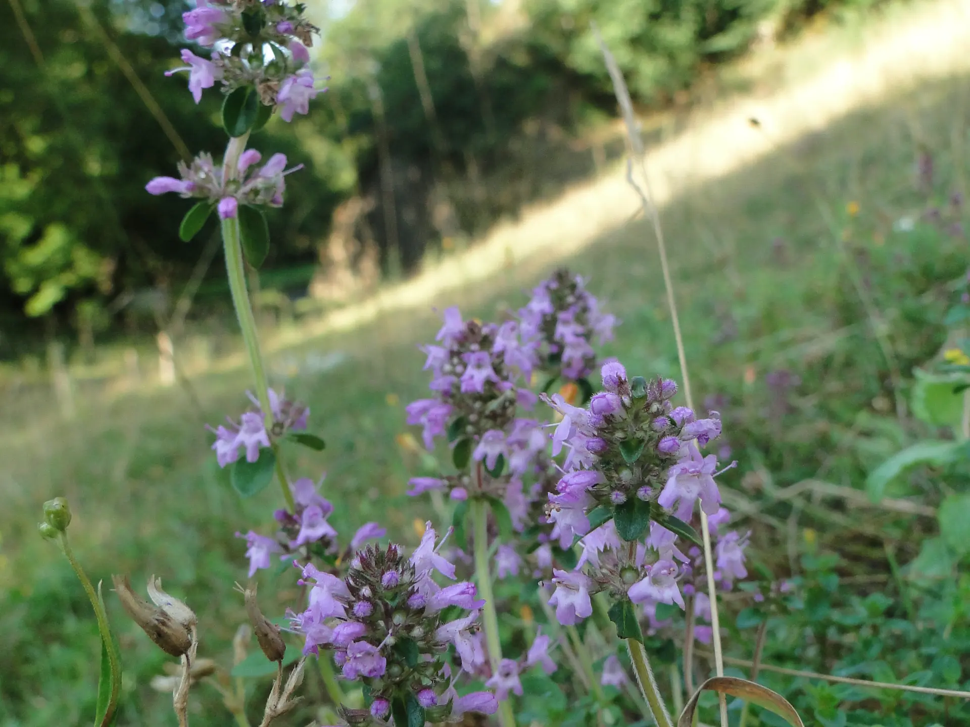 Thym serpolet (13)