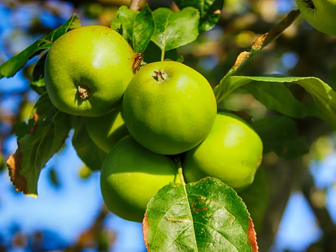 apples-7340572_1280