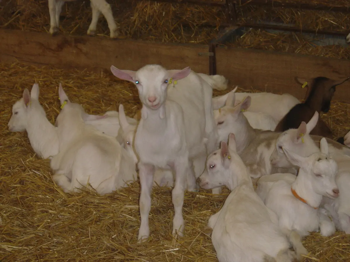 ferme des terres vieilles