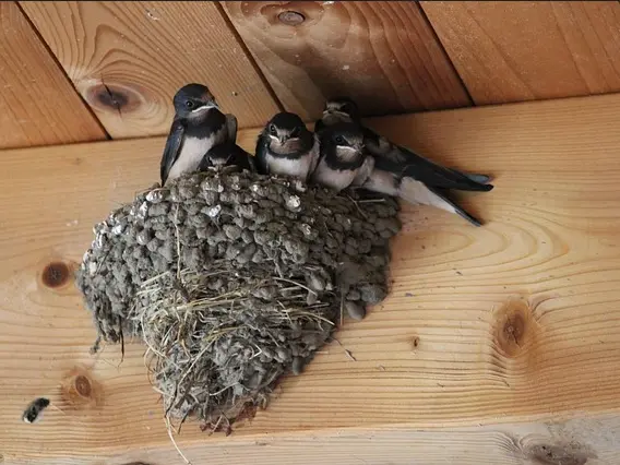 hirondelle