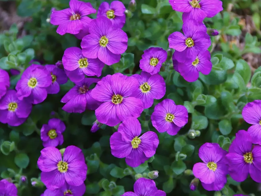 image fleurs
