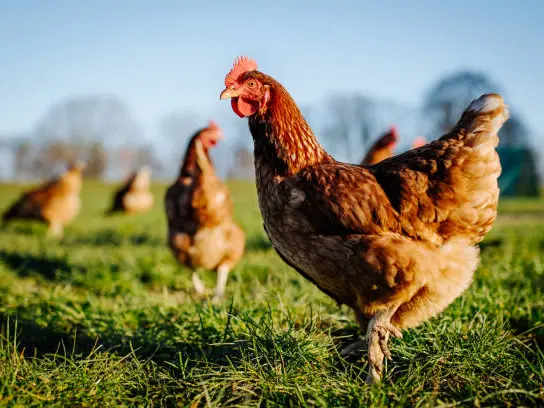 Poules