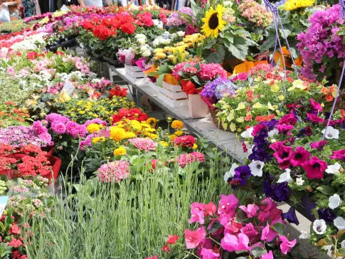 istockphoto-marché aux fleurs