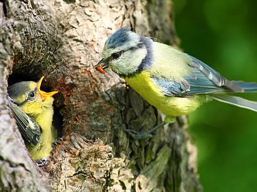 istockphoto-mésange