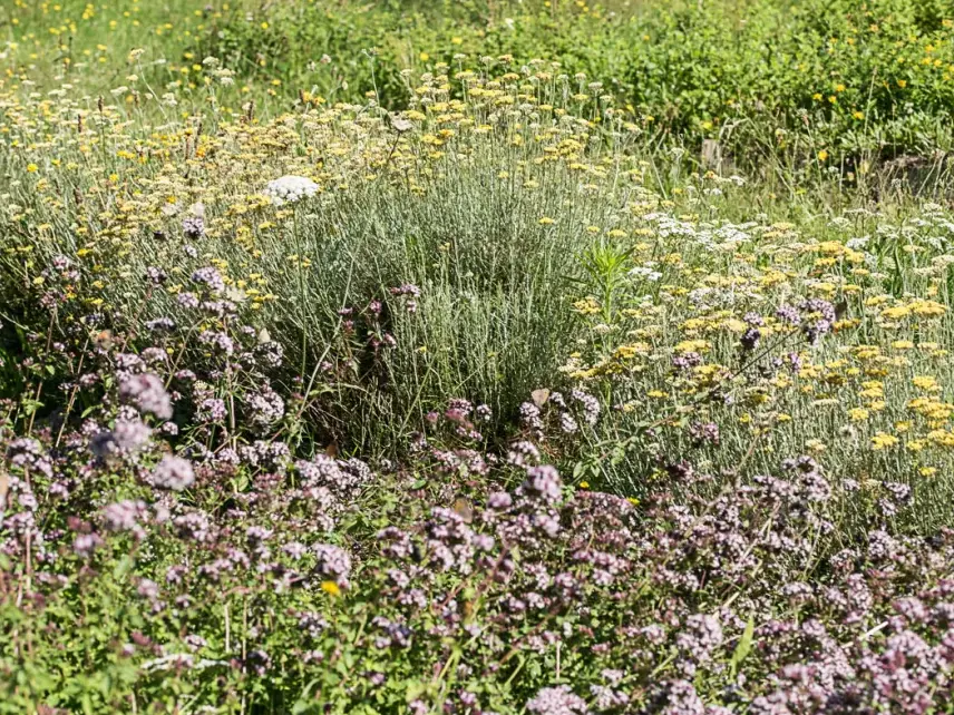 Plantes de bonnes femmes et sorcières