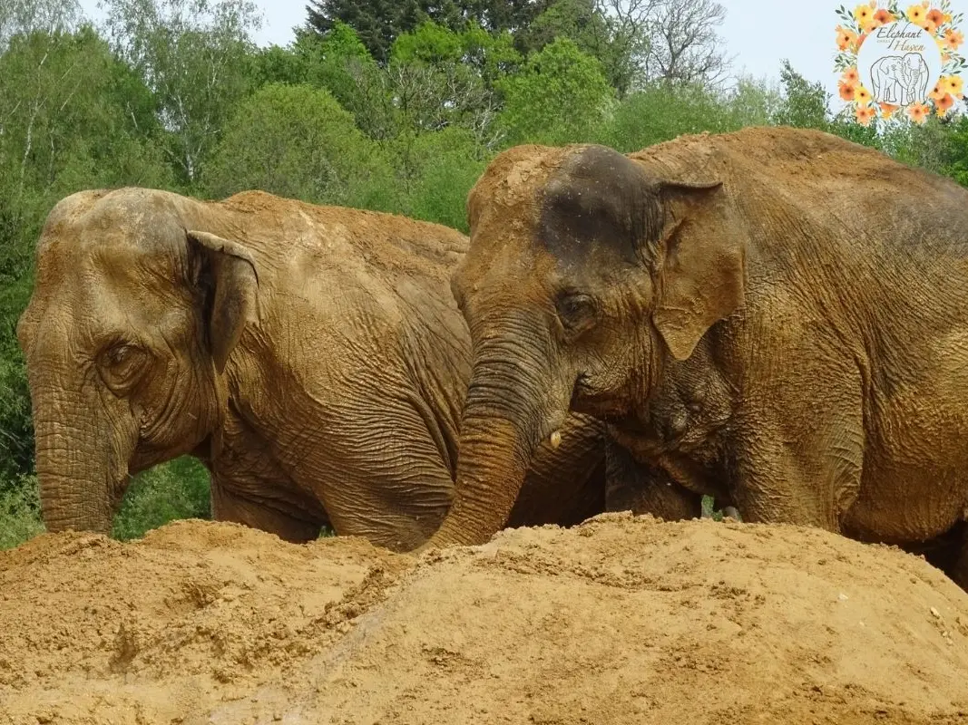 European Elephant Sanctuary - Bussière-Galant