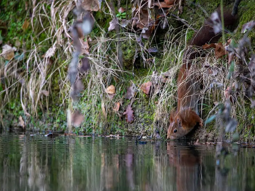 4-trace-animaux@yann raulet