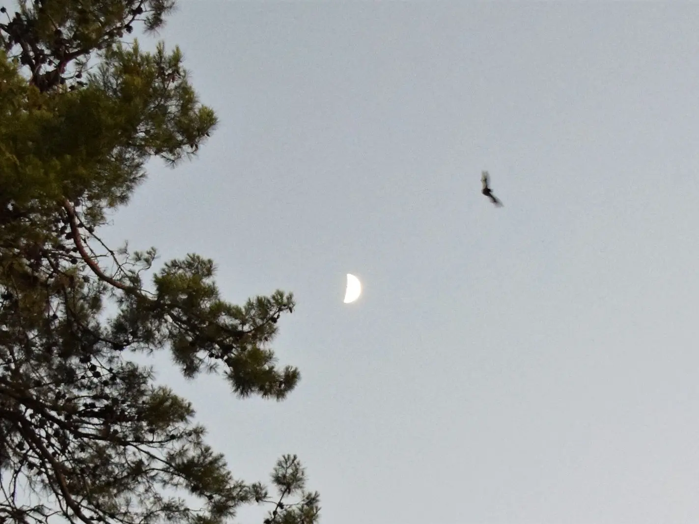 Balade au crépuscule