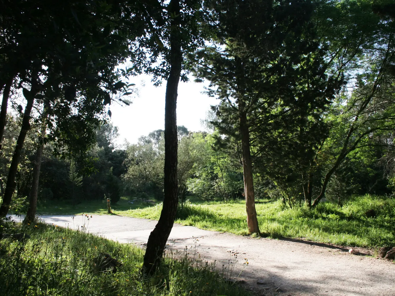 Bois de Montmaur - ville de Montpellier