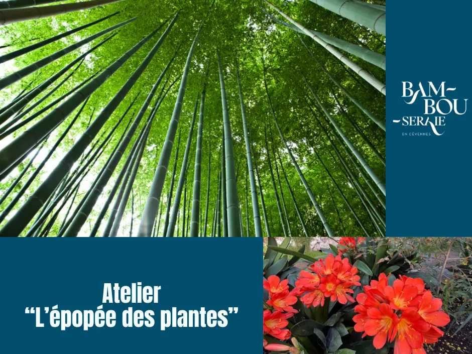 Ateliers - Atelier l'épopée des plantes
