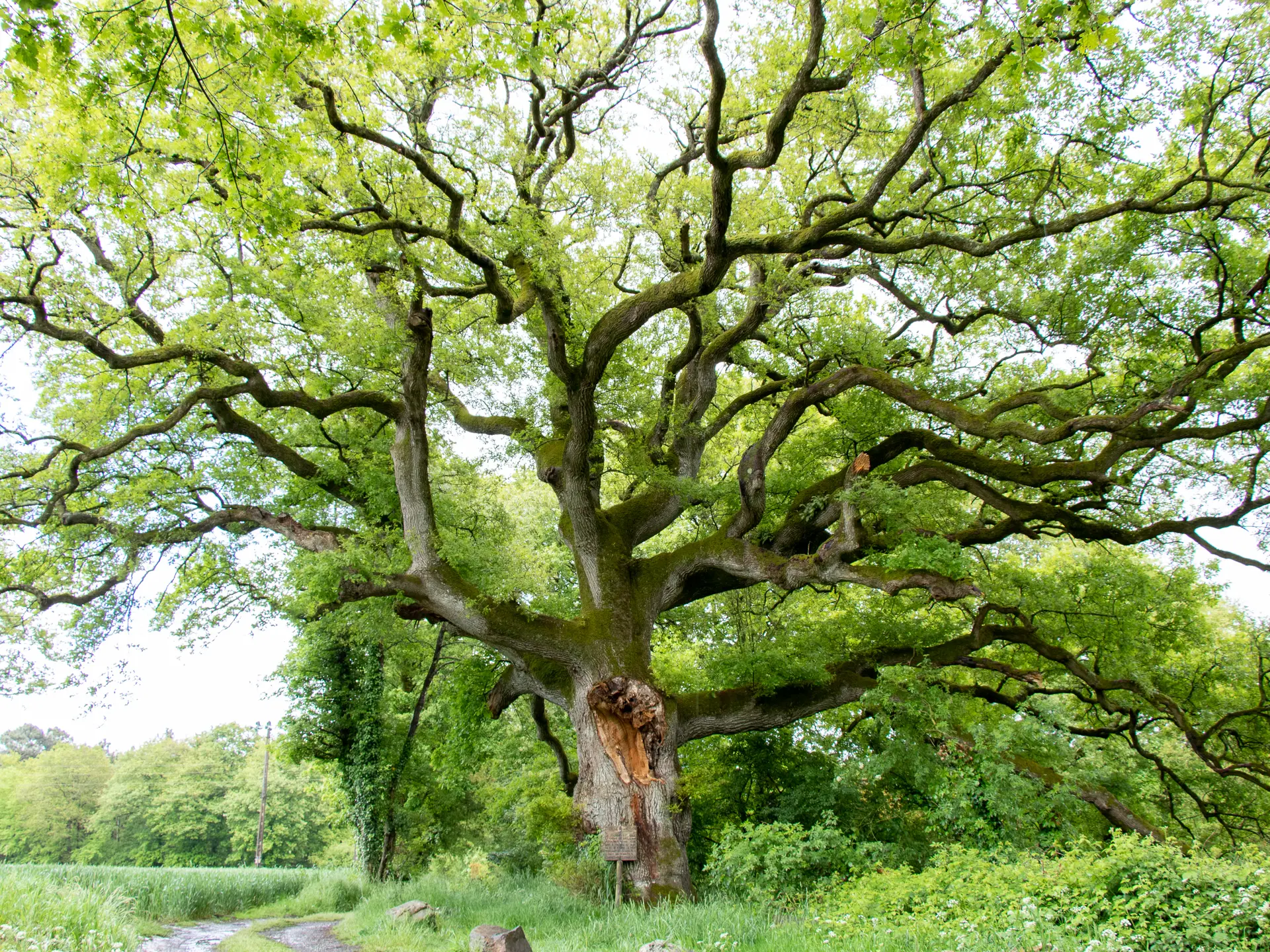 20210518_Plechatel_chene-Breslon-03(1)