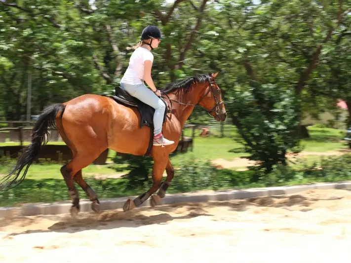 Centre equestre