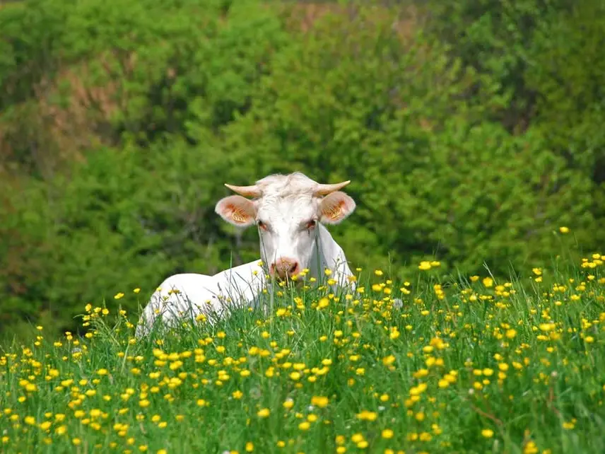 Vache charolaise
