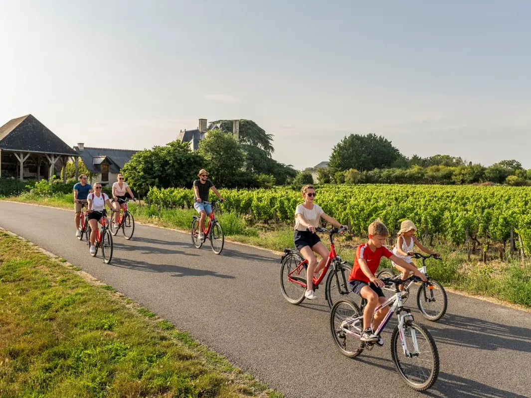 velos_vignes_Marc_Plouzeau_Credit-ADT-Touraine-JC-Coutand-2034-2