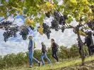 vignes-csa6wtzcn1hv.jpg.150x150_q85