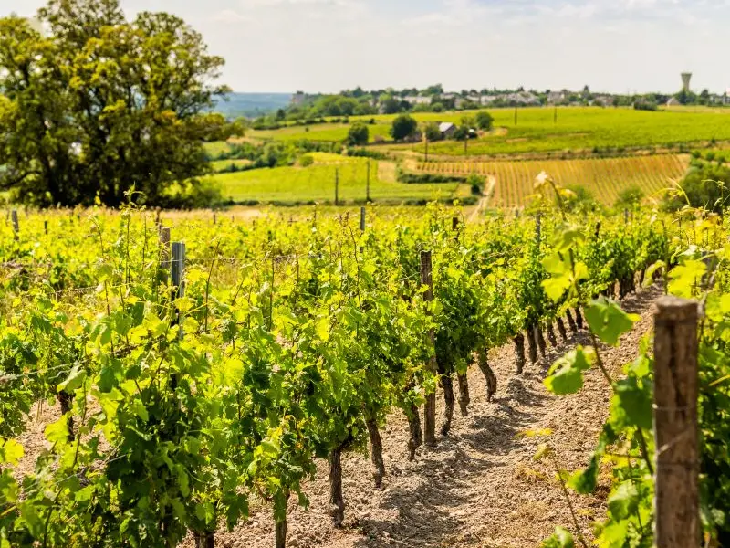 Domaine-Lambert-Cravant-Credit_ADT_Touraine_JC_Coutand-2033-21