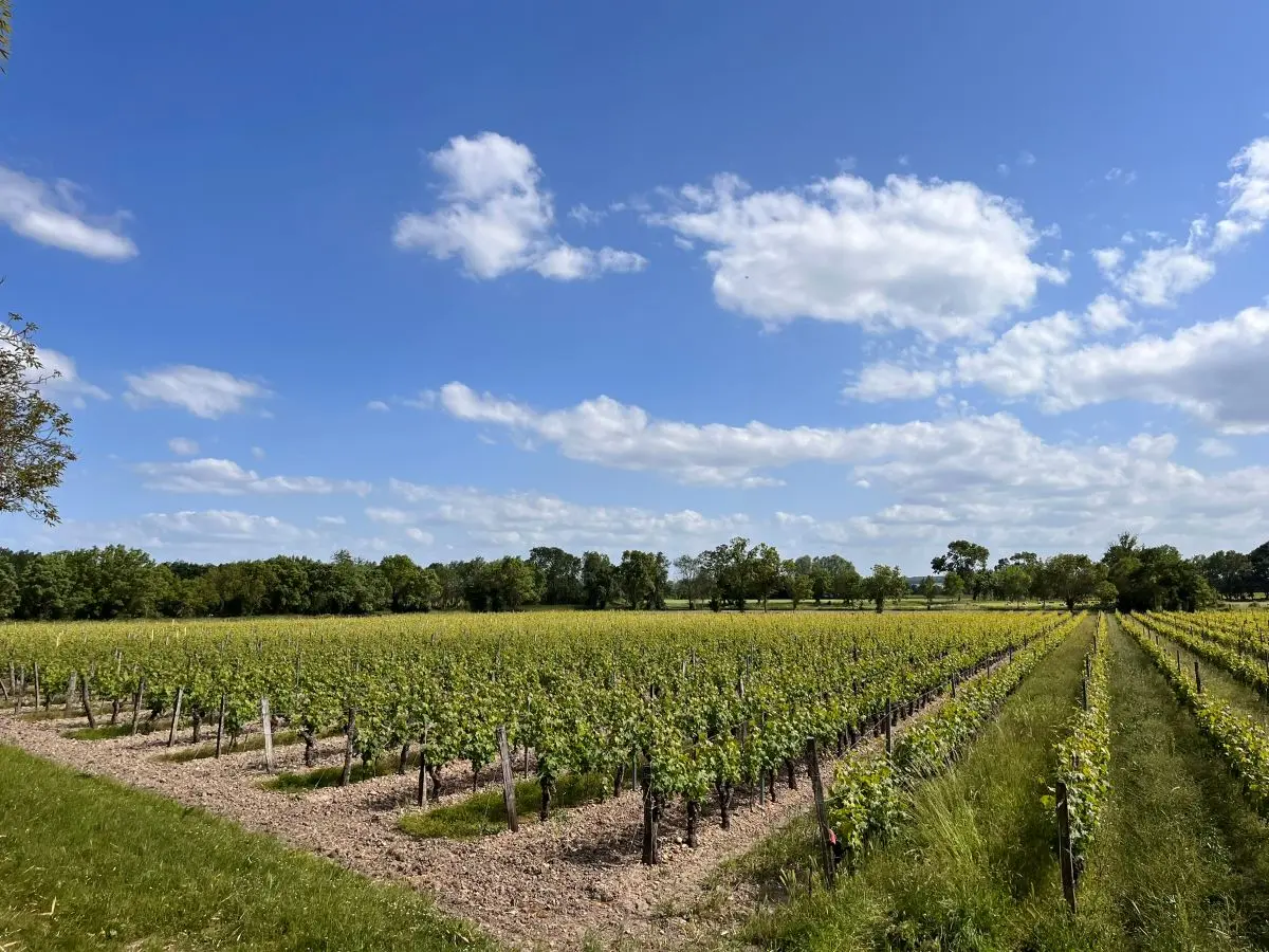 Vignes - AOC Chinon