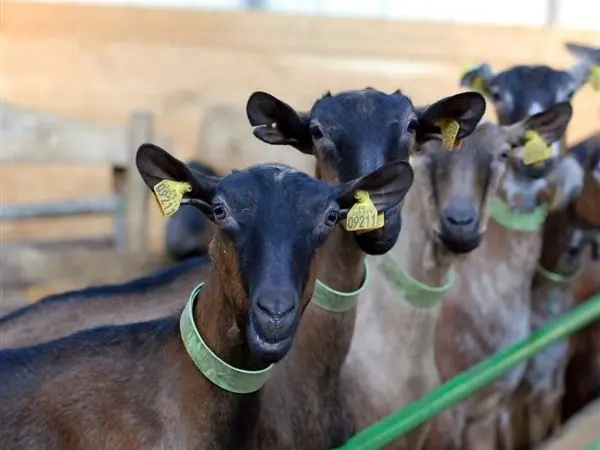 Les-Pampilles-loches-valdeloire