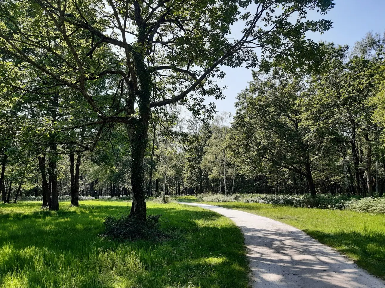 Le bois des Hâtes