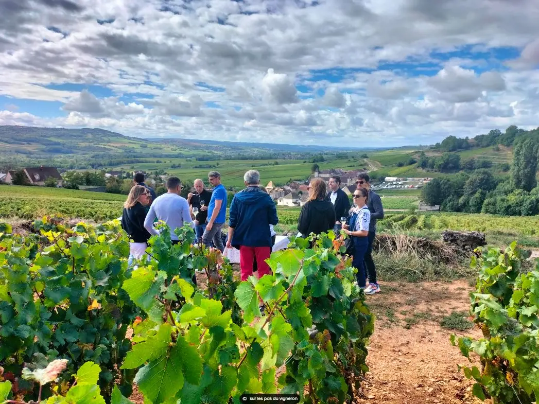 Dans les vignes santenoises