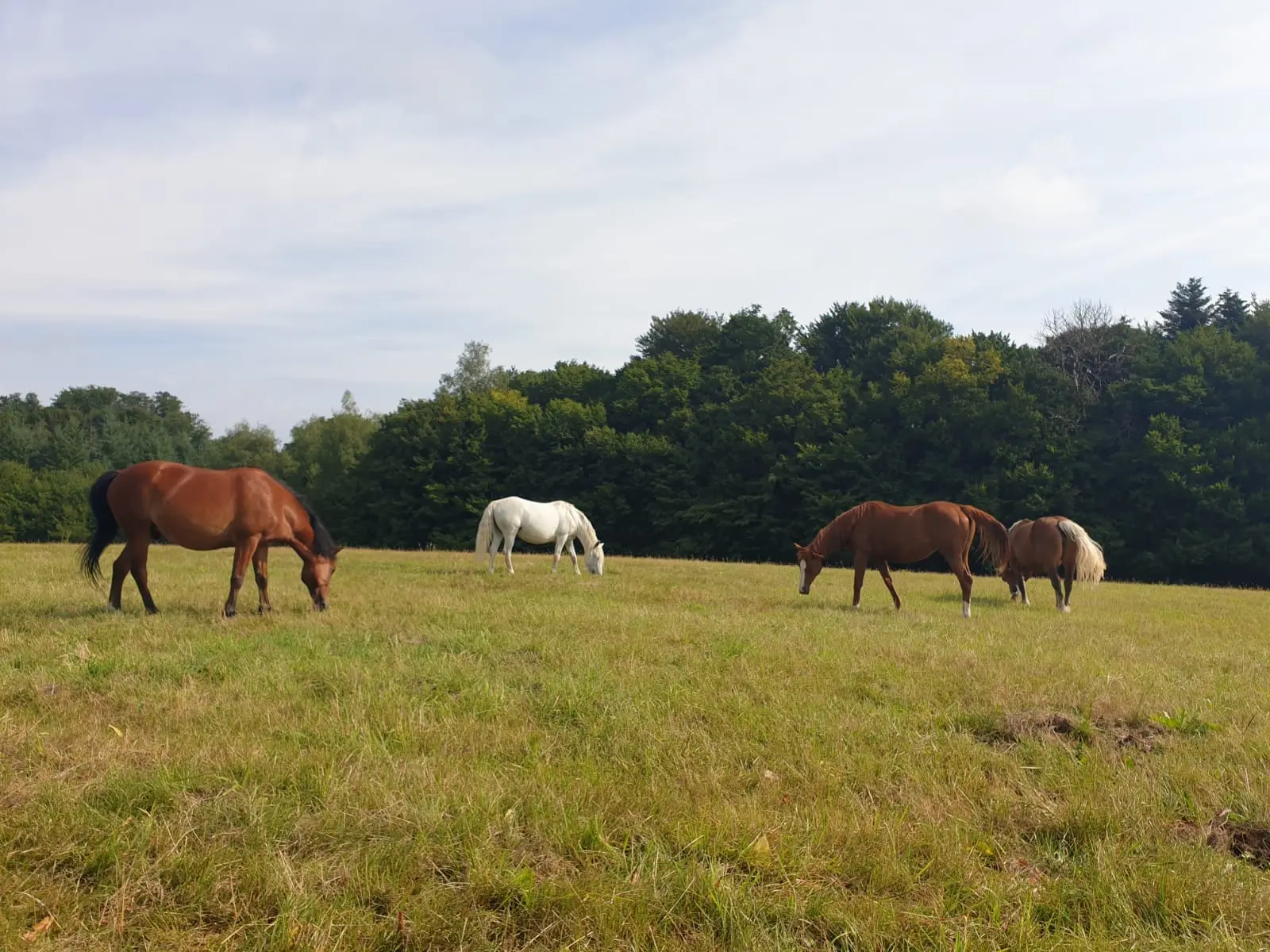 Ferme du Petit Galop