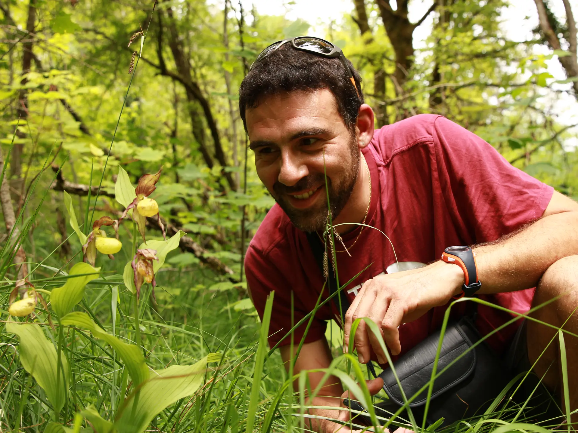 cypripedium calceolus