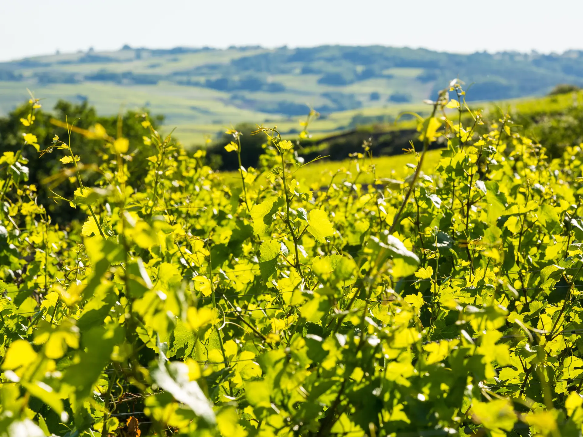 hd-experience-œnologique-prestige-gite-les-sarments-2506