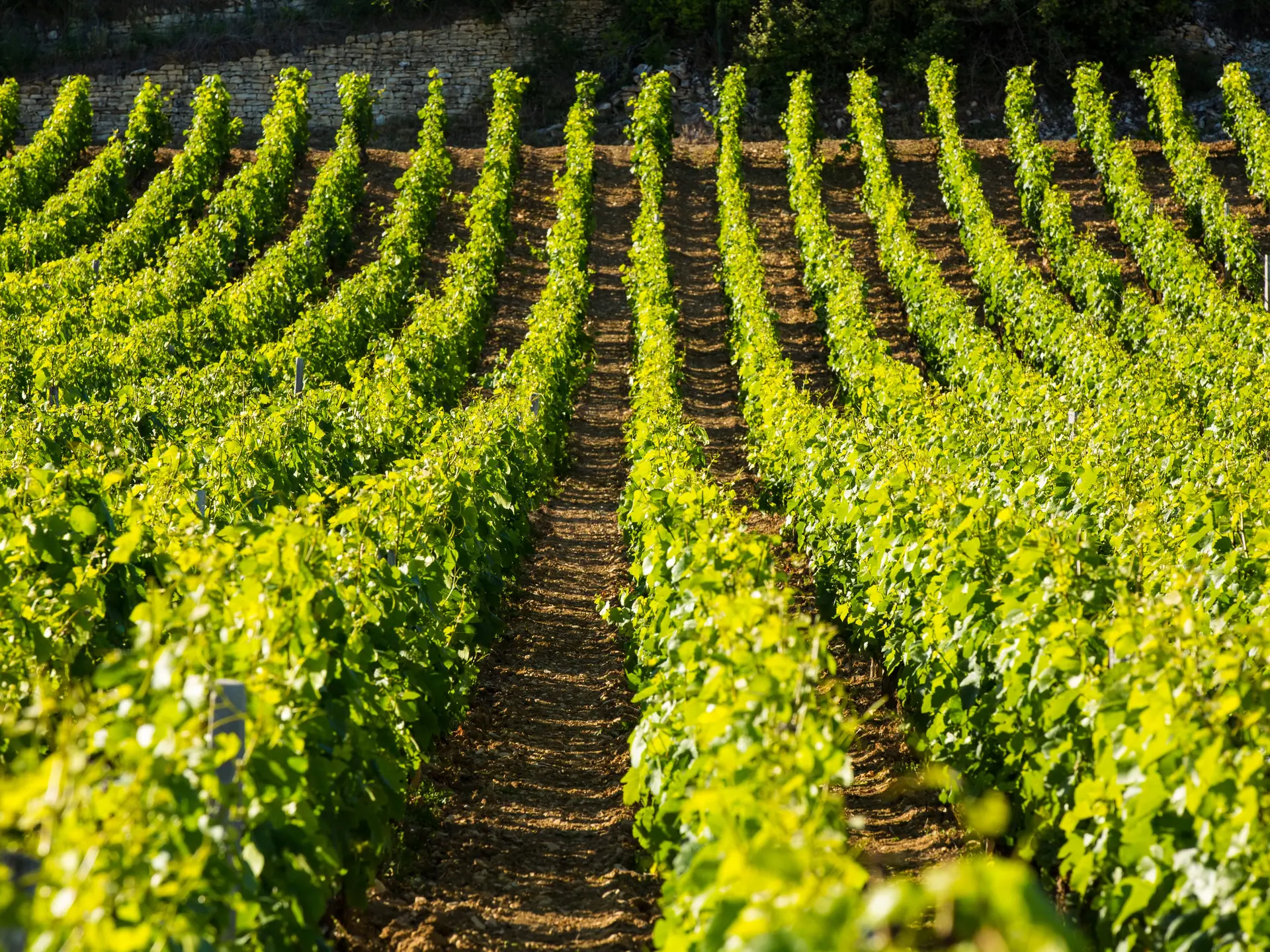 Expérience -oenologique-evasion-gite-les-sarments-2538