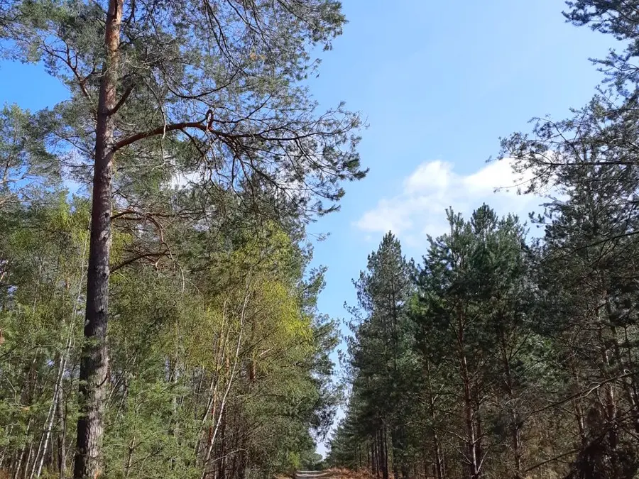 Foret ermenonville