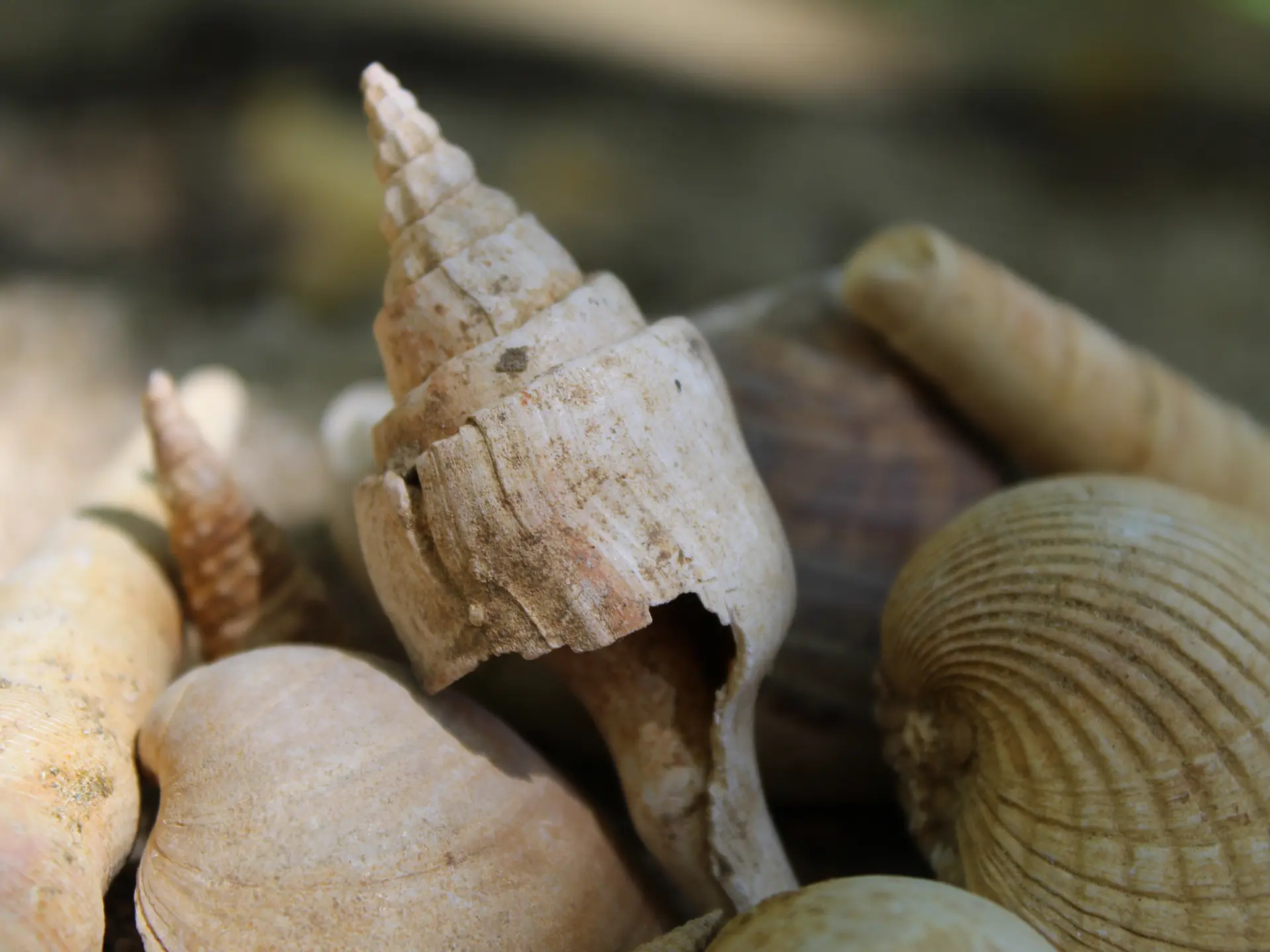 Fossiles du géosite cuisien