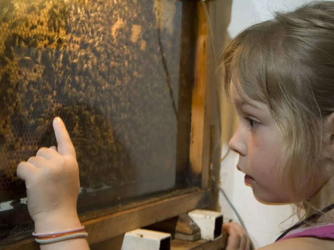 Les ateliers de l'abeille à Chavignon