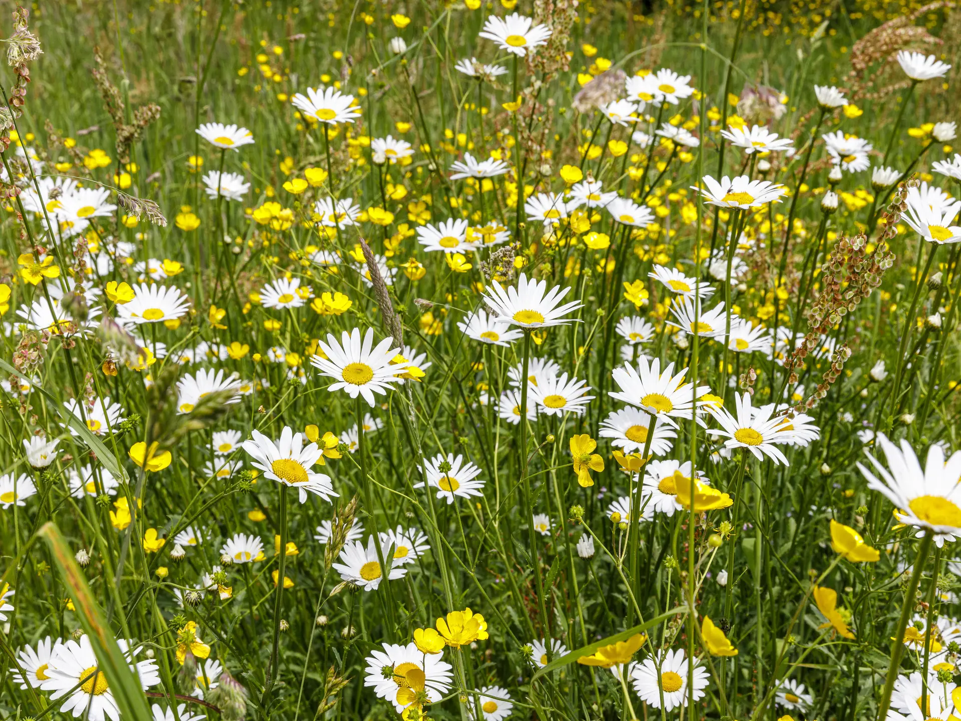 ca-ConservatoirebotaniqueBailleul-14_diaporama