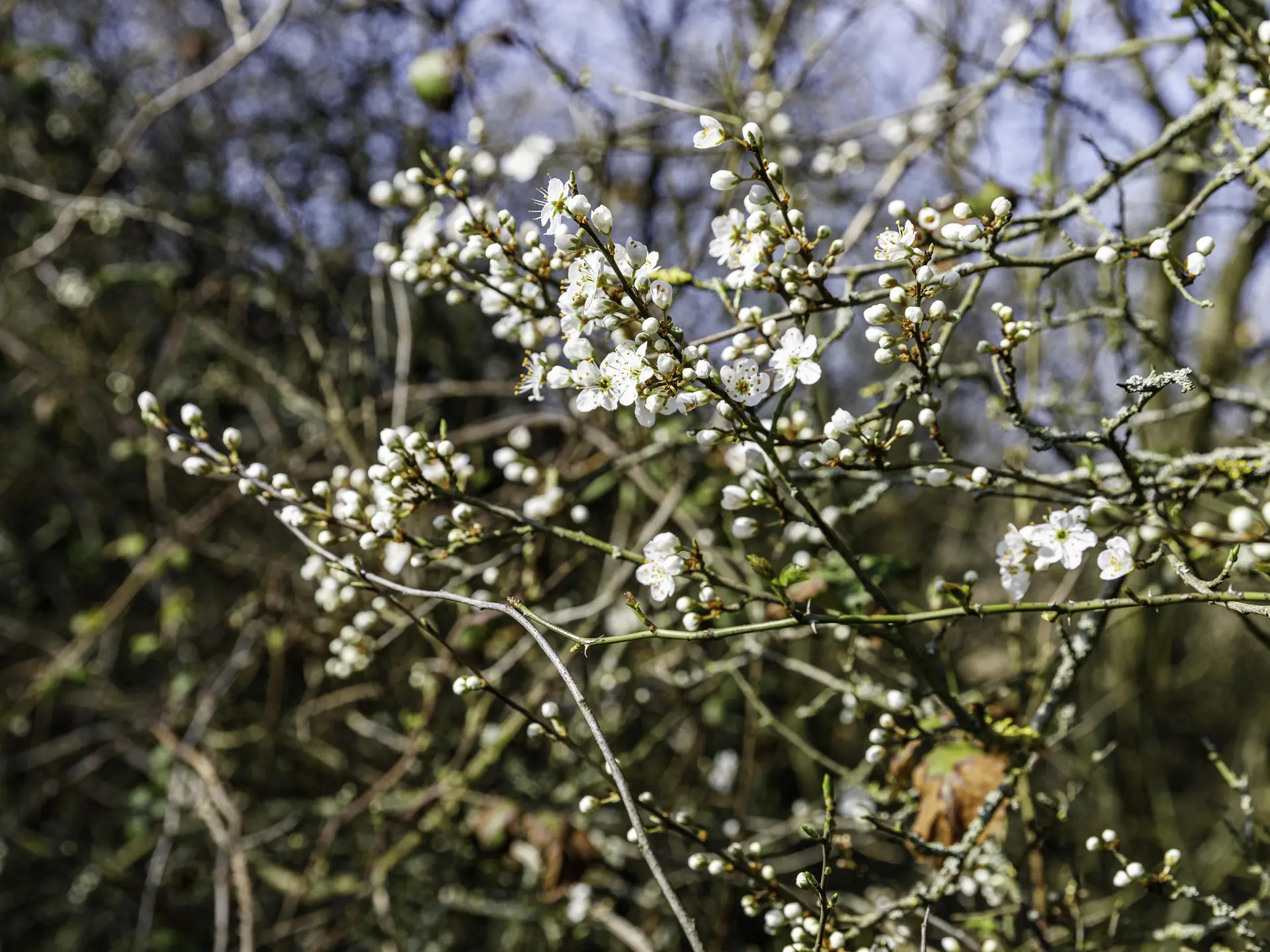 ca-nature1_diaporama