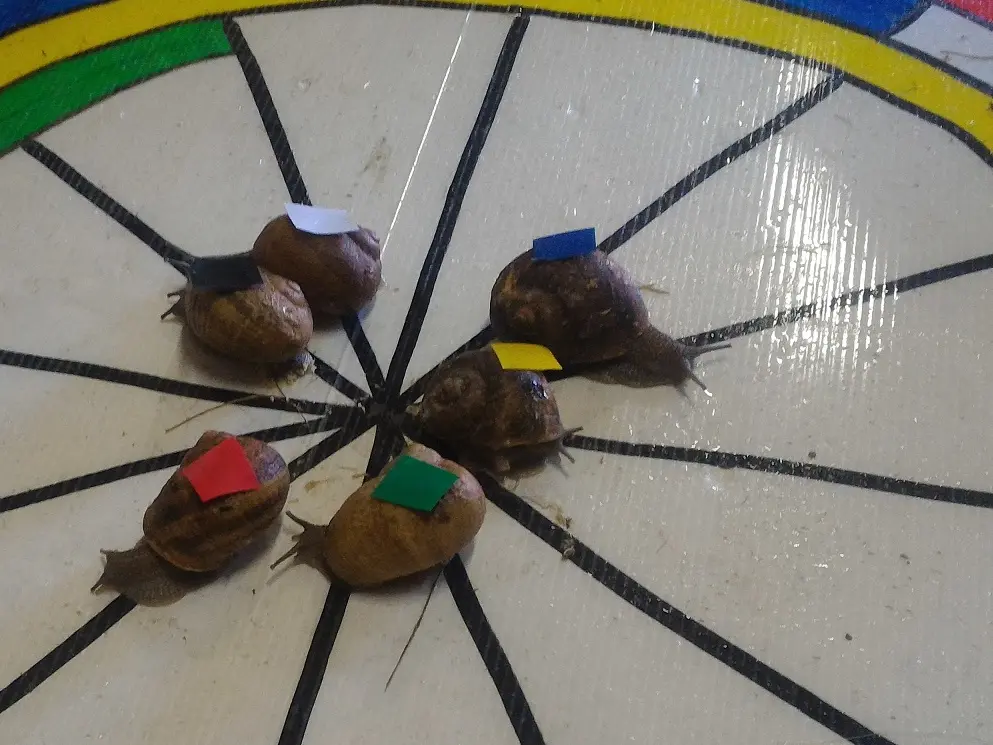 escargot sur cible - Copie