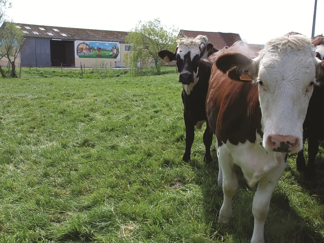 vaches et ferme ronckier