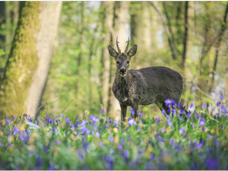 Forêt Chevreuil Printemps