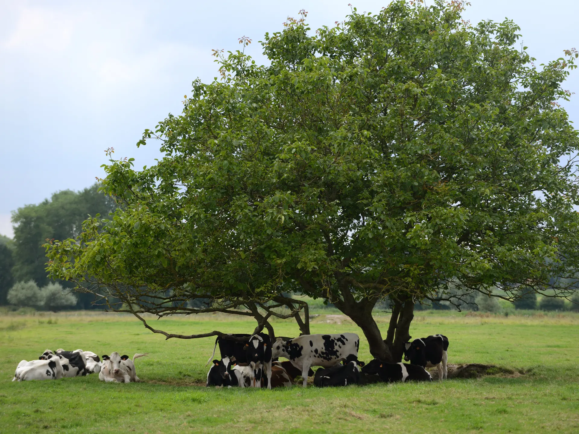 Vaches à Quercamps 2013