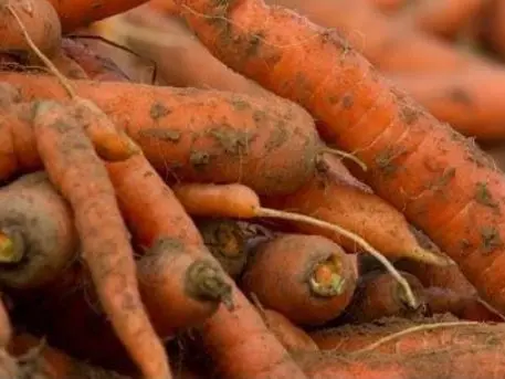 Carottes de Tilques, photo d'illustration (non contractuelle)