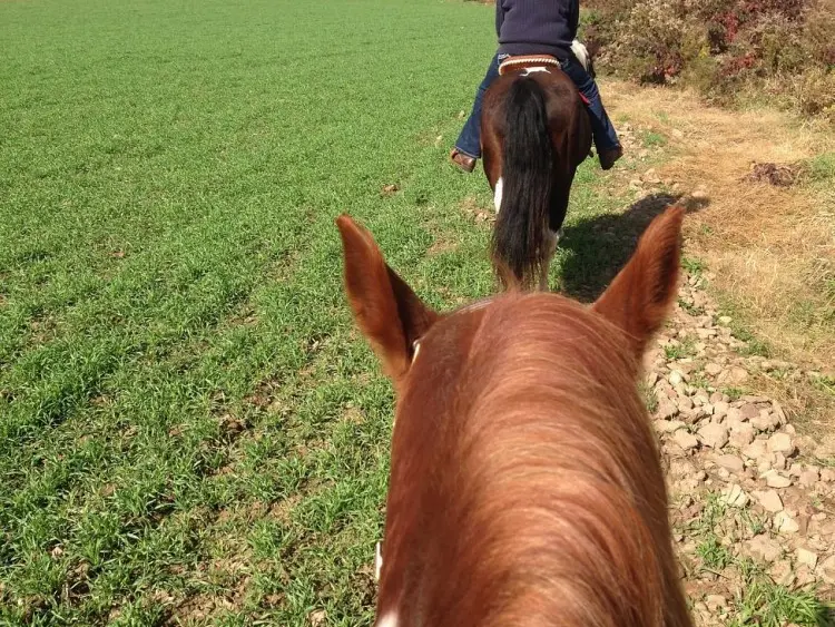 N°41 - Le Midi - Bouvelinghem