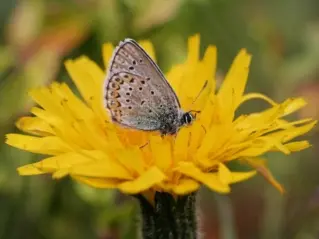 Fleur papillon