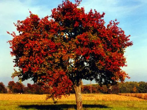 pommier