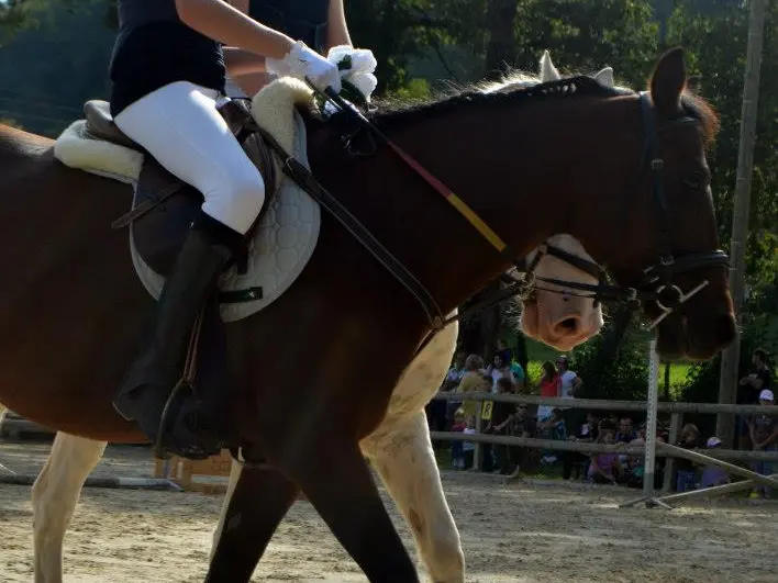 Cours équitation ado Albanais