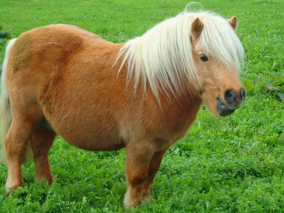 Balade à poney en Albanais
