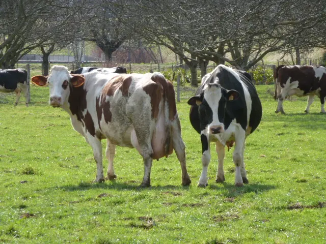 ferme de l'aune