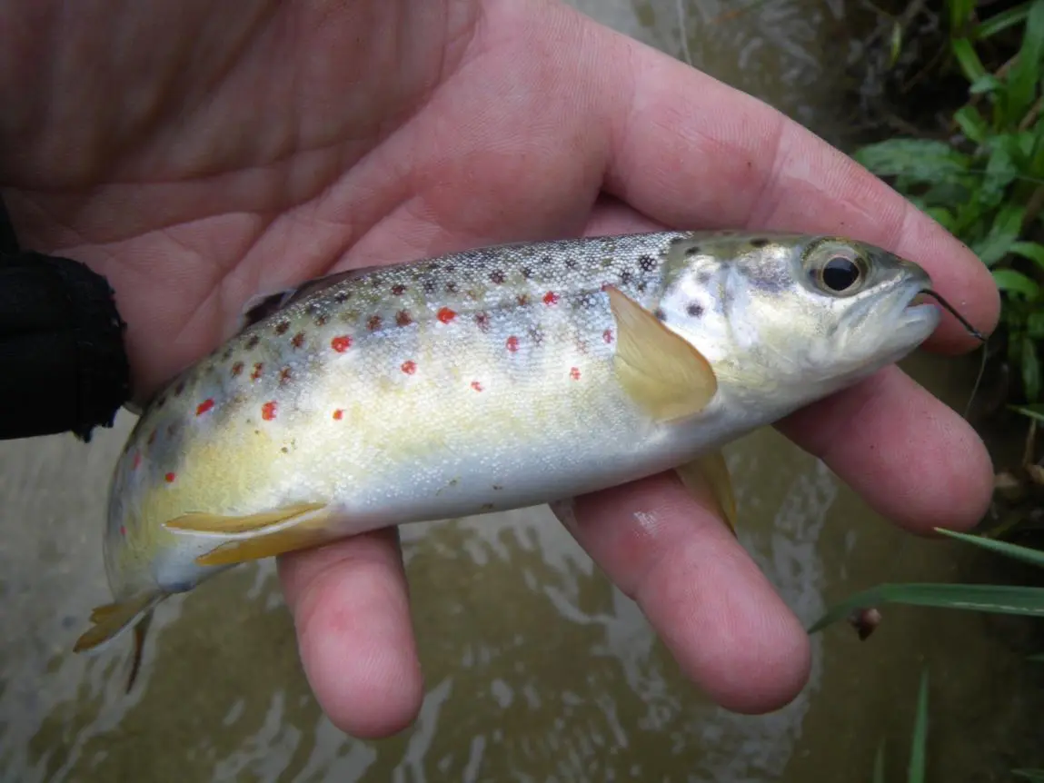 Cours pêche Albanais