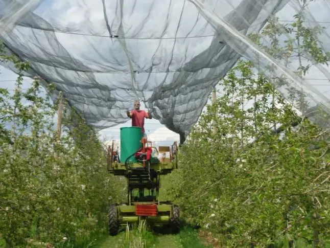 Pommiers en fleurs