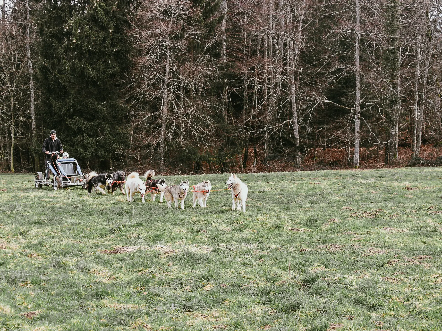 Cani-kart