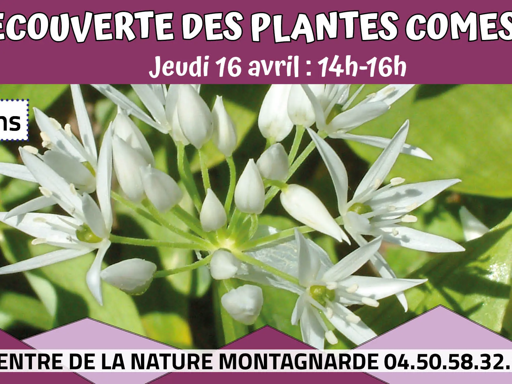 Plantes comestibles